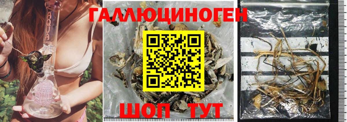 Галлюциногенные грибы Psilocybe Лосино-Петровский